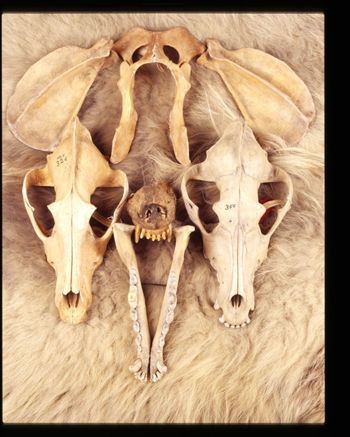 Media type: image;   Mammalogy 50518 Description: published in Rarest of the Rare;